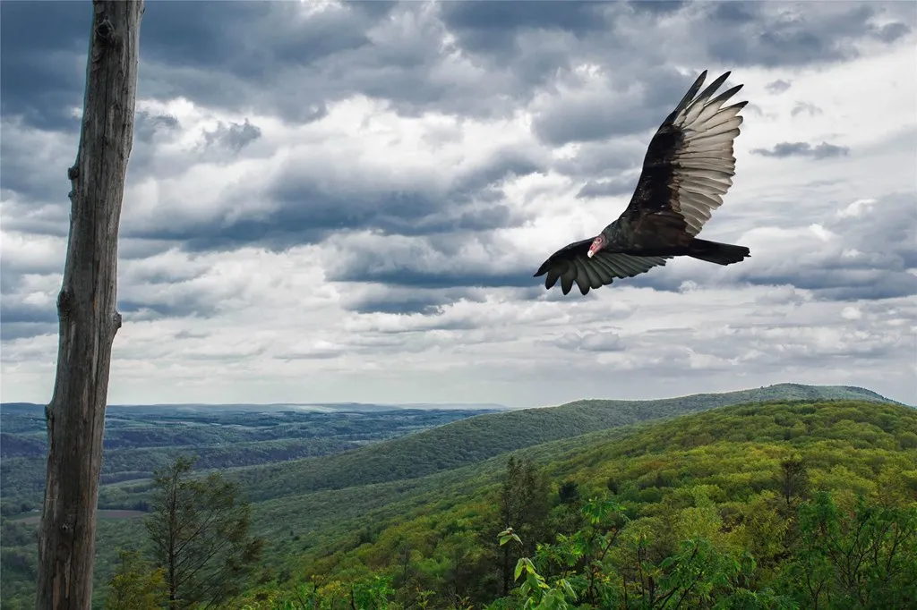 Hawk Mountain