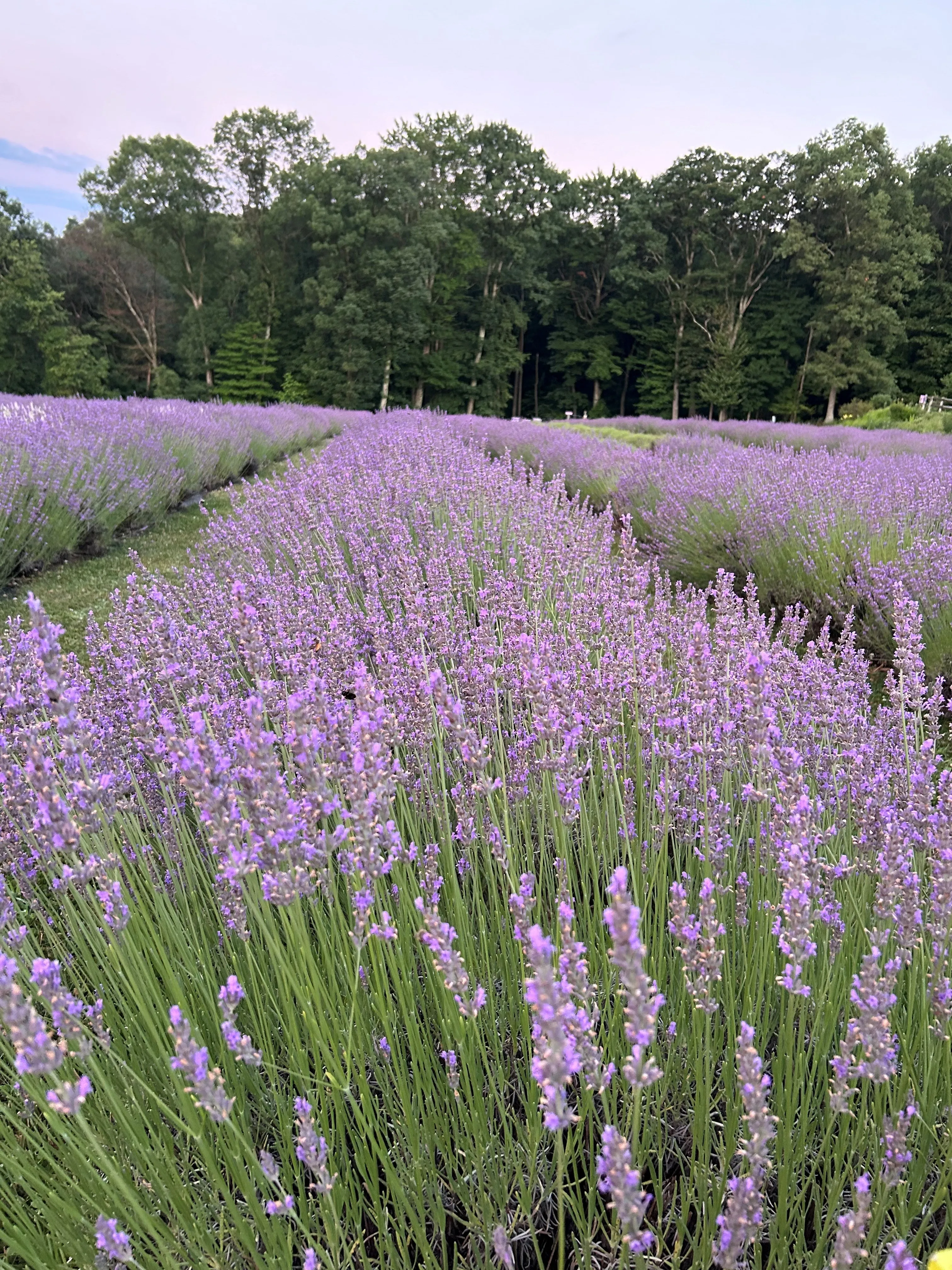Hope Hill Lavender Farm